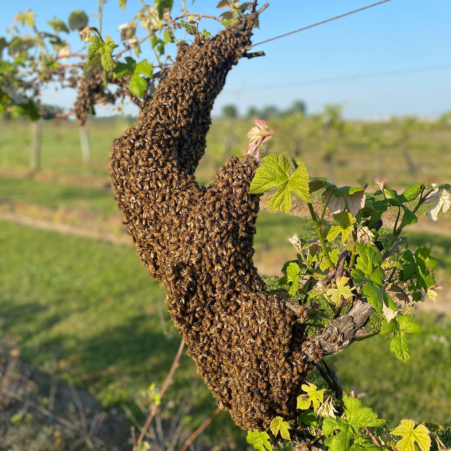 Hive in the meadow