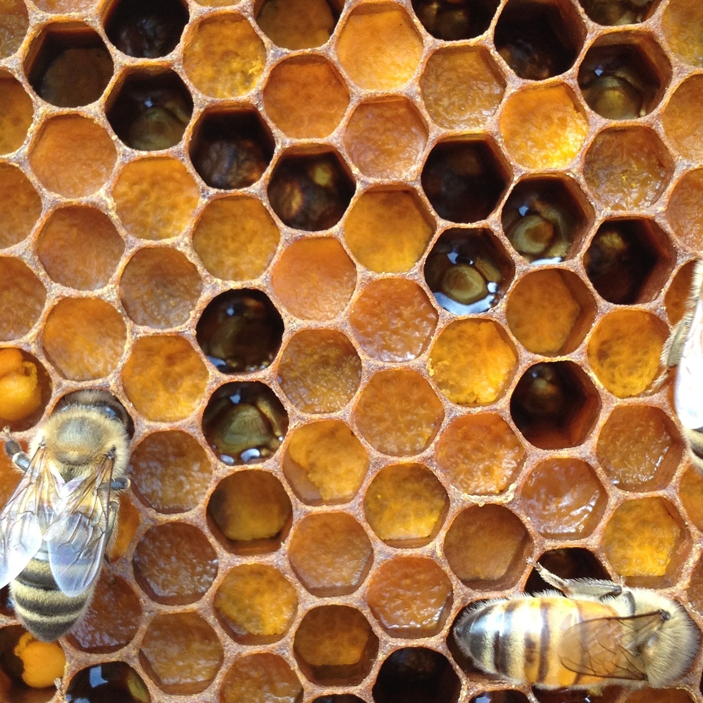 Raw honey in a jar
